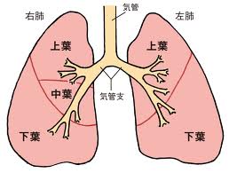 肺　図